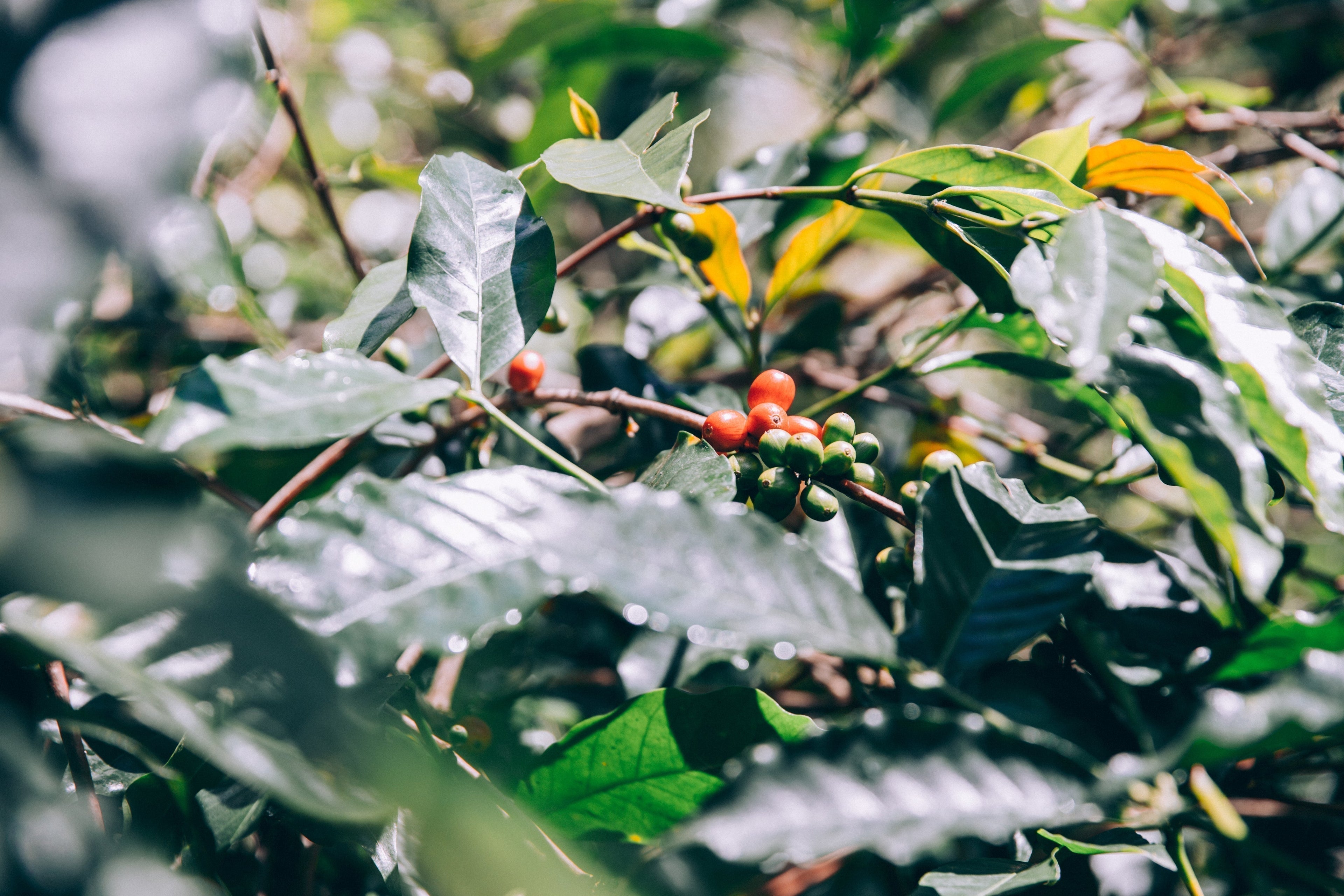 Why we only source shade coffee; the benefits to you, the farmer and nature.