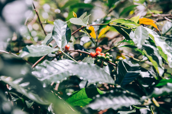 Why we only source shade coffee; the benefits to you, the farmer and nature.