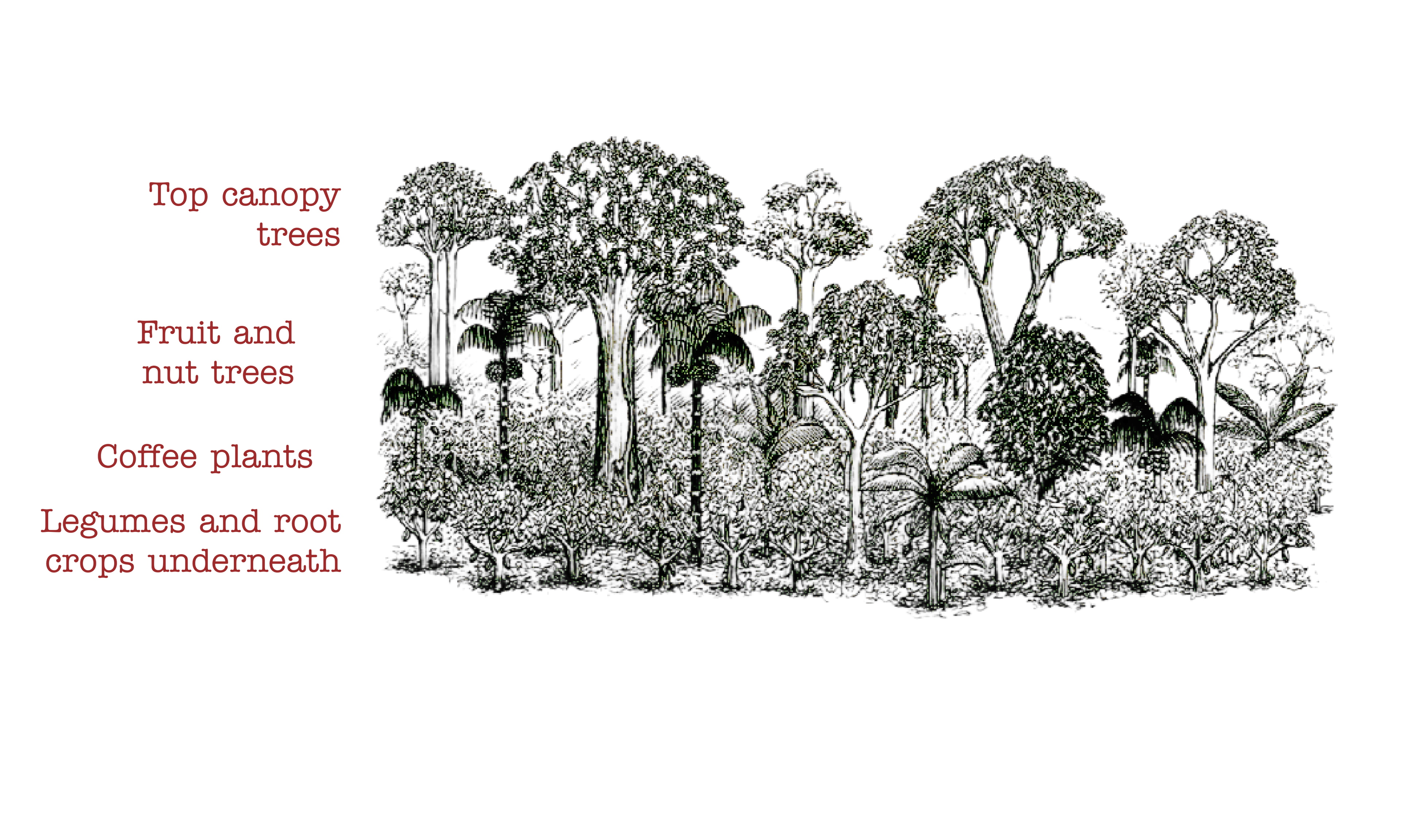 Illustration of a forest with labeled tree layers on a white background