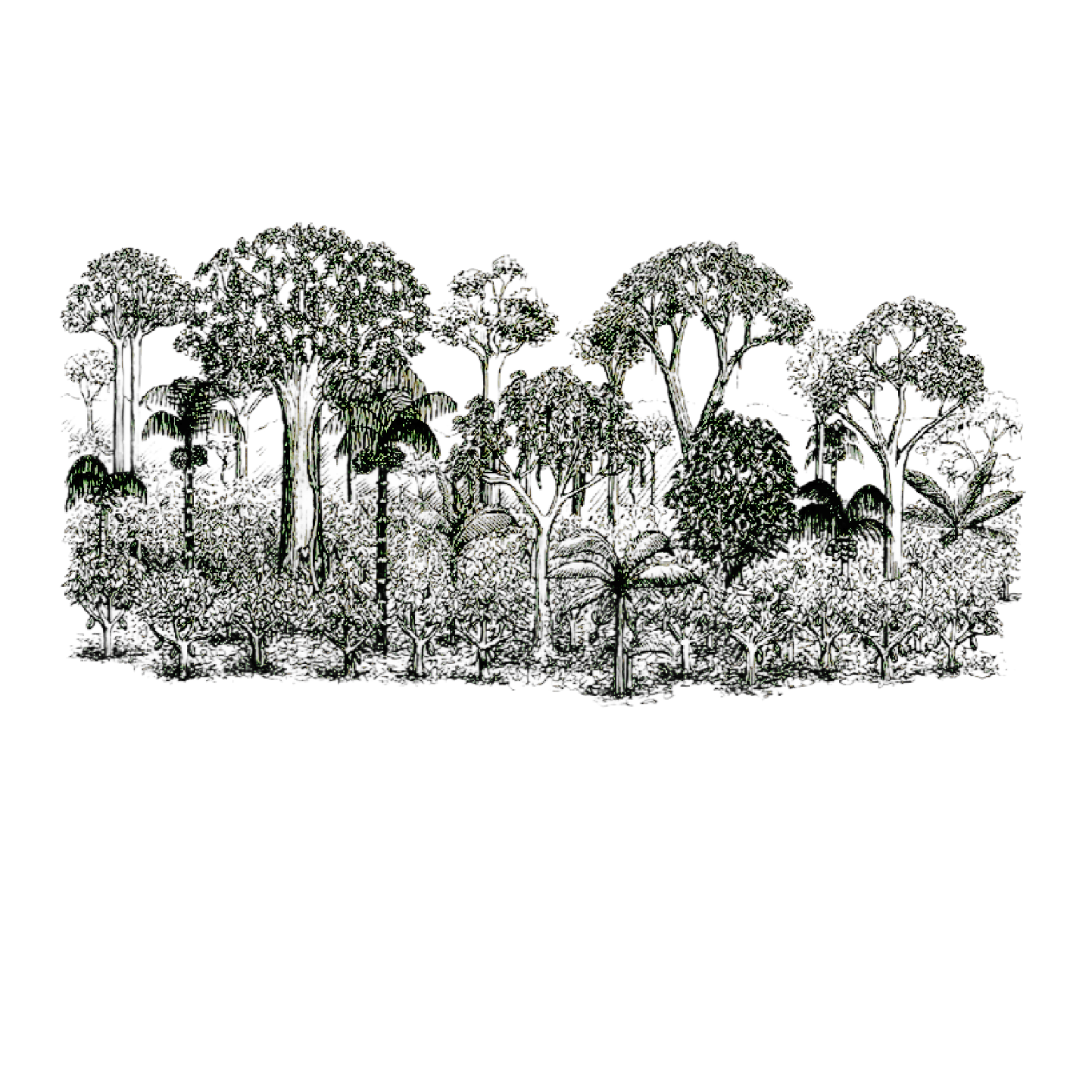 Black and white illustration of a forest canopy